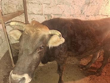 3 de qisir iney 4850 ze deyirem kom satilir tekliyende qiymet ferqli