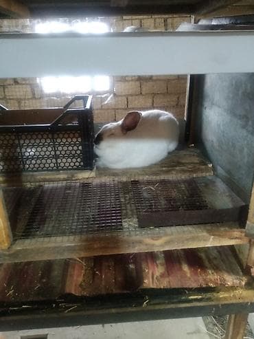 balaca itlər: Kaliforniya ətlik cinsin balaları satılır ayına görə qiymət dəyişir — 3