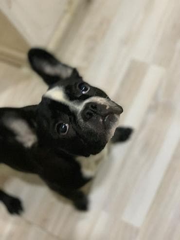 fransiz buldog: Fransiz buldoqu — 3