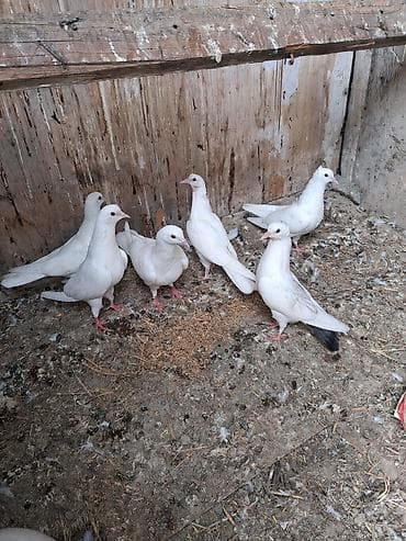 danisan quslar: Ağ rəngli göyərçinlər – eyni yuvalıqdan olan, zərif bədən quruluşlu və — 1