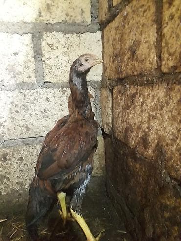 Döyüşgən xoruz satılır.3 ay yarımlıqdı.3ay yarımlıq olduğuna