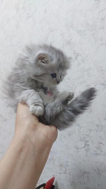 шиншилла: Шиншилла, Самка, В добрые руки, Платная доставка — 2