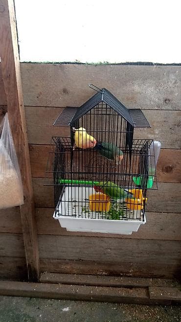 sultan quşu: 1 ededi 60 azn Məhsul: Dalmaçalı və sarı-yaşıl rəngdə 2 ədəd dalğalı — 5