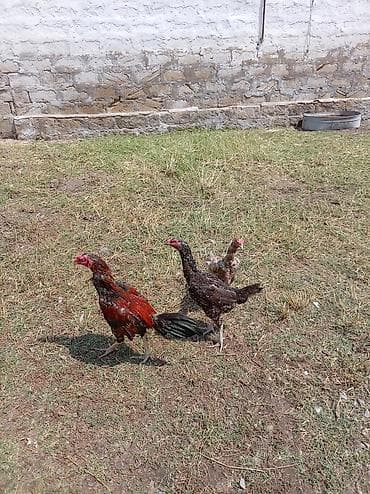 ev quş: Məhsul: Cavan təbii yemlə bəslənmiş yerli toyuqlar (3 baş) Təsvir: - — 3