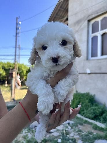 at satiwi: Pudel, 2 ay, Dişi, Sənədli, Pulsuz çatdırılma — 8