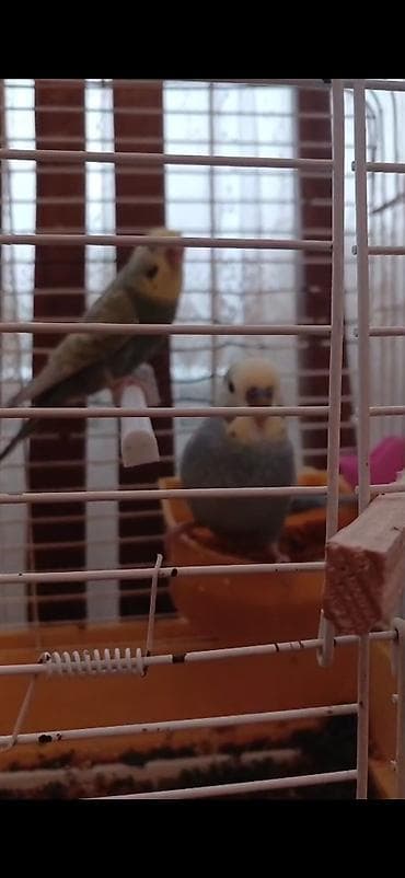 Cut Rainbos satlır.Qefes qarlslq.Cute dusubler.2 yumurta qoyublar