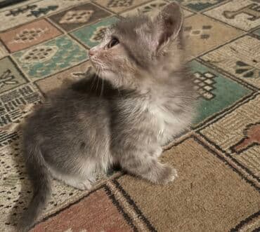 ordək balası və cucə: Yaxşı əllərə — 2