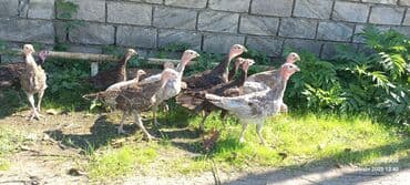 ingilis setter it cinsinin digər adı: Erkək, Damazlıq — 1