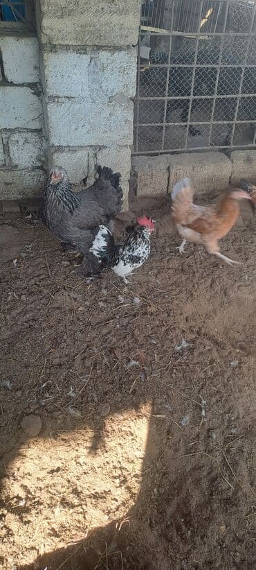 Xoruzlar: Xoruz, Yapon, il: 4 — 1