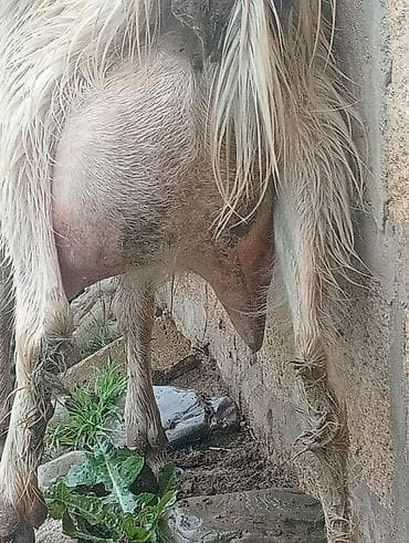 keçi satan: Super 1ci qarına super sanen keçi damazlıqa yararlı — 5