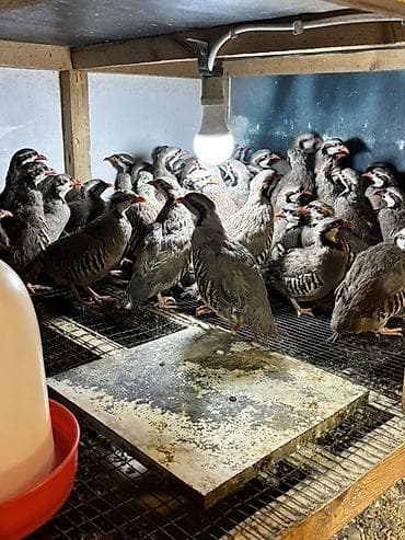 tutulma qus: YAZ ENDİRİMİ 8 aylıq yumurtlar tam sağlam kəkliklər təcili satılır — 2