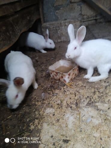 Daraq panellər: Ağ rəngli ev dovşanları – bir neçə fərqli fərd - Rəng: tam ağ — 9