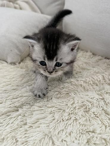 pulsuz verilir: Britan — 6