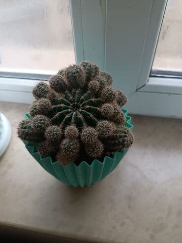 Çöl bitkiləri: Dekorativ ev kaktusu – çoxsaylı pöhrəli - Bitki: Kiçik iynəli — 1