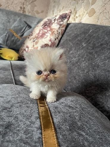 Кошки: Cins pişik balaları - Nadir, yastıqburun tipli, uzun tüklü balalar — 2