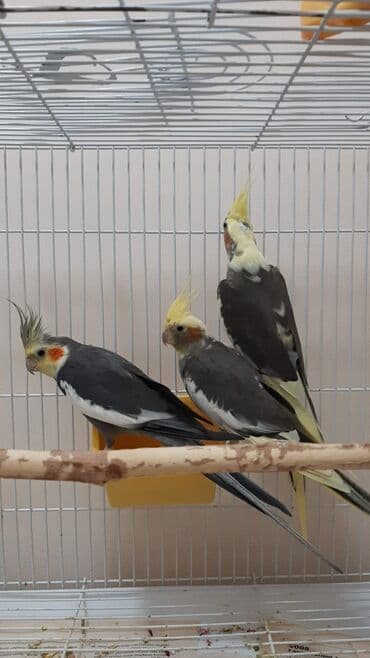 haski it adlari: Nimfa (Cockatiel) papağanları – müxtəlif rəngdə Məhsulun tərkibi: - — 2