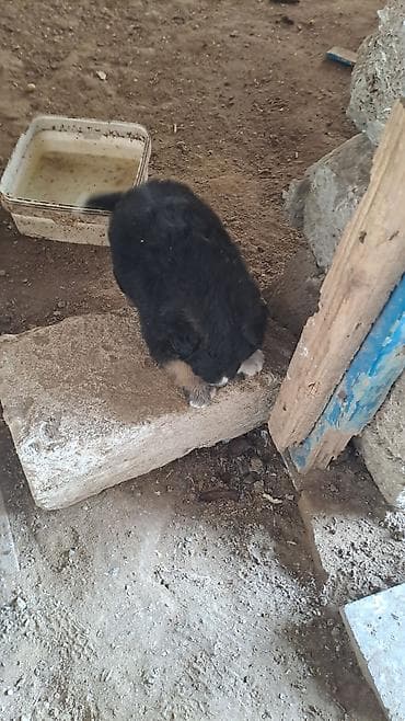 pomeran itleri: Cinsini bilmirem balaca toppuw itdi — 5