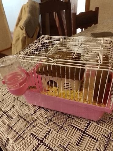 sevimli pisik sekilleri: 2 eded hemstr ev. Qefes carx su qabii unvan nefciler metrosu yaxinliqi — 2