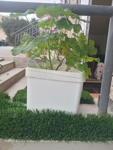 gül ləçəkləri: Saksıda dekorativ bitkilər paketi - Saksı 1: Geniş ağ kvadrat qabda — 4