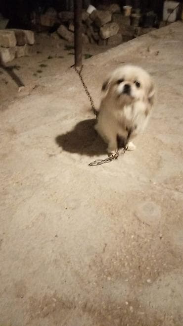 Heyvanlar üçün mallar: Pekines — 2
