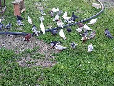 Qaradolaq göyərçinlər – müxtəlif rəng və naxışlarda böyük sürü Məhsul