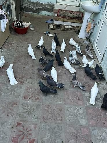 Akvariumlar: Kom 5 manatdan her niwanda quw var icinde — 2