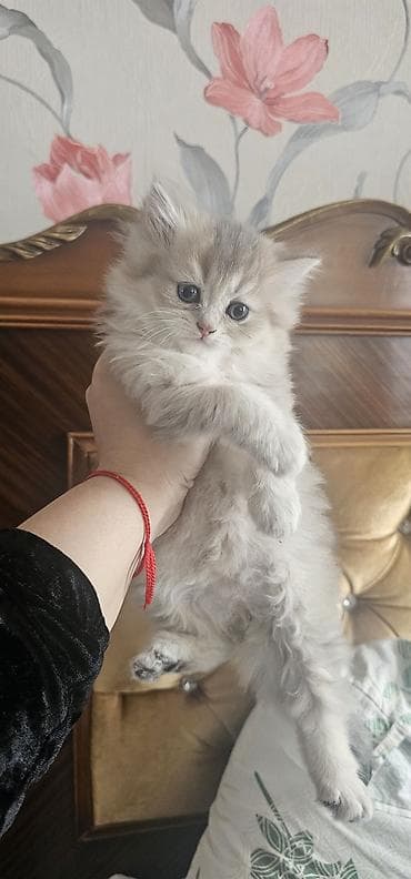 dişi pişik: Britan, Erkək, Dişi, Yaxşı əllərə, Ünvandan götürmə, Ödənişli çatdırılma — 1