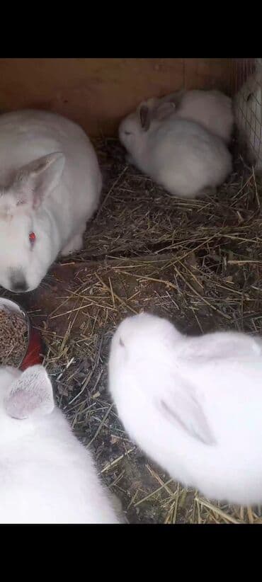 Toyuqlar: 1 erkək 1 yaş. 2 dişi 9 aylıq. 16 ədəd 1 aylıq bala. 1 erkək 1 dişi 3 — 1