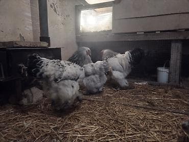 arpa satisi: Toyuq, Brama, Yumurtalıq — 6