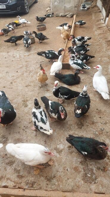 Satılır kilosu 15 manat