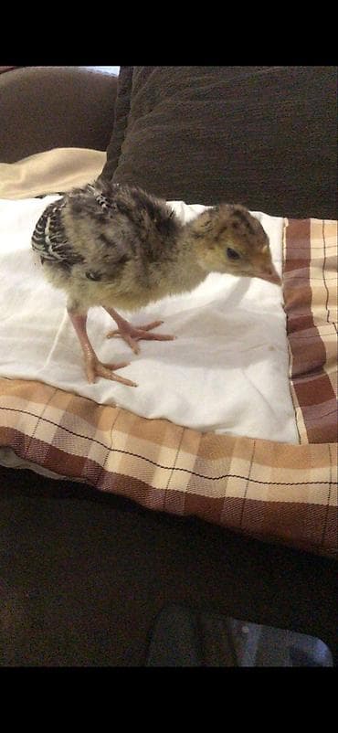 Самка, Amerika, Для разведения, Самовывоз, Бесплатная доставка, Платная доставка