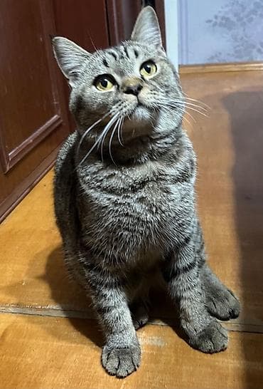 Кошки: 🐱 Cins: Şotland dikqulaq (Scottish Straight) / Britaniya qarışığı 🎨 — 2