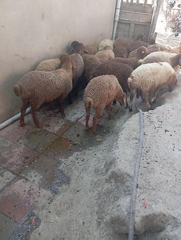 bit daragi harada satilir: Quzular satılır 21,dene qarışıq erkek dişi, qiyməti 215 manat — 3
