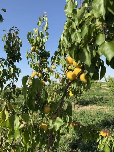 türkanda bağ evi satılır: Gəncə, 1500 kv. m, 1 otaqlı, Hovuzlu, Artezian quyusu, Su, İşıq — 3