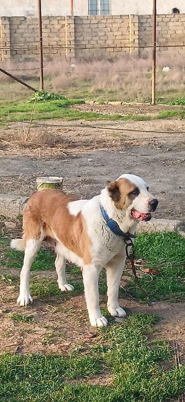 şpits itleri: Alabay, 3 il, Dişi, Peyvəndli — 2