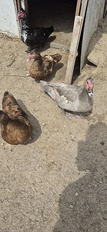 Musk ördəkləri (indo ducks) – müxtəlif rənglərdə - Növlər: musk/indo — 10