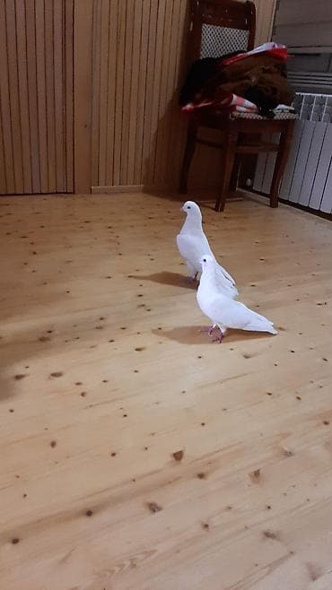 Məhsul: Ağ göyərçin cütü Təsvir:satılır ucan cins - Rəng: tam ağ