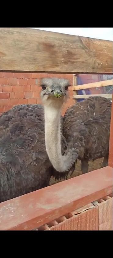 Emu/strus quşları satılır. Xüsusiyyətlər: - Növ: Afrika strusu