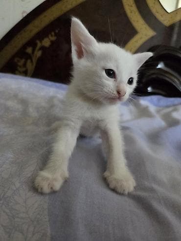 pișik: Tabbi, Yaxşı əllərə — 8