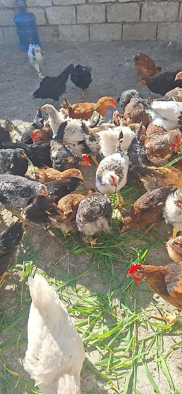 Toyuq cücələri, Damazlıq