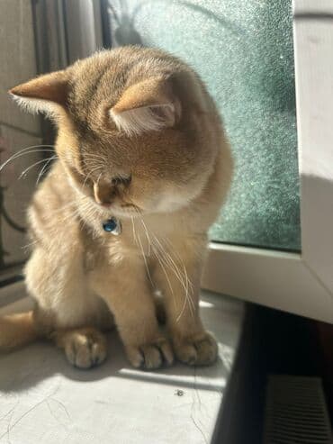 pişik erkek: Qızıl şinşilla, Erkək, Cütləşmə üçün — 3