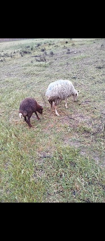 Quzu satılır 3dene ana bala qoyun, bir ana bala 280 manat. ana — 1