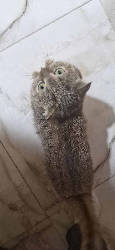 it üçün ev: Tabbi, Yaxşı əllərə — 2