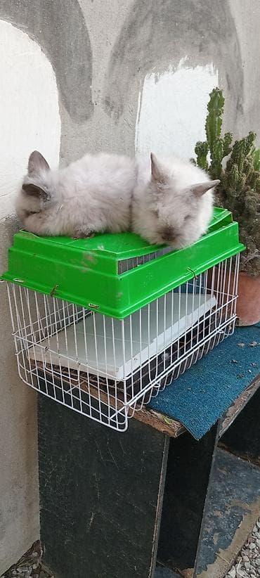 Птицы: Akor bala. cűtű. 25. m — 3