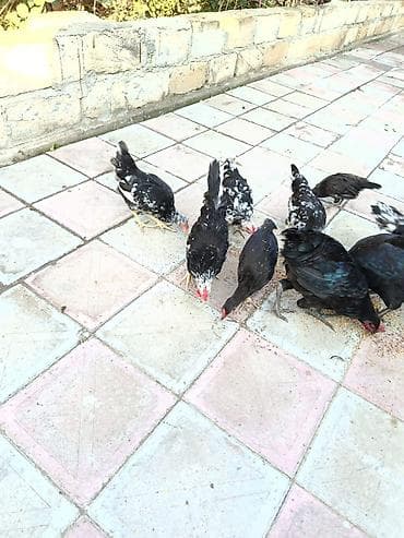 satılan atlar: Toyuq, Australorp, Damazlıq, Ünvandan götürmə, Ödənişli çatdırılma — 4