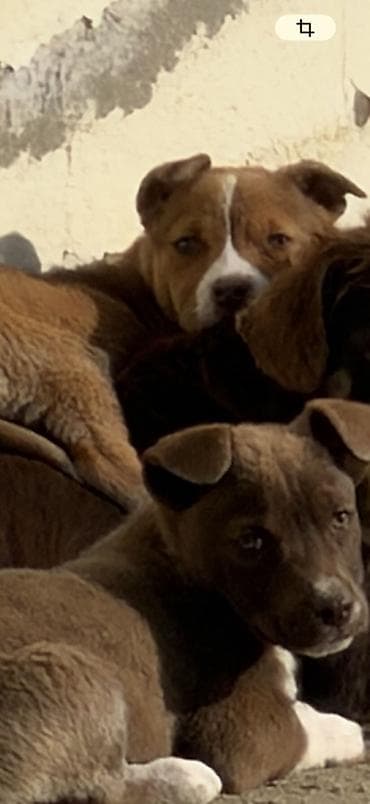 oğlan it adları: Məhsul: Balaca it balaları cinsi: staff - Rənglər: şabalıdı-qəhvəyi — 1