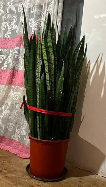 Sansevieria (Qaynana dili) – iri ölçülü, qapalı məkan üçün dekorativ