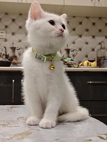 ağ pişikler: Dişi — 3