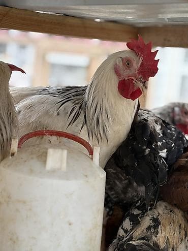 lal ördək sumqayıt: Xoruz, il: 1, Ünvandan götürmə, Pulsuz çatdırılma, Ödənişli çatdırılma — 8