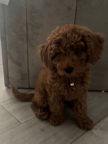 Pudel, 3 ay, Dişi, Peyvəndli, Ünvandan götürmə, Ödənişli çatdırılma